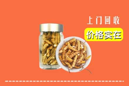 昔阳县回收散虫草
